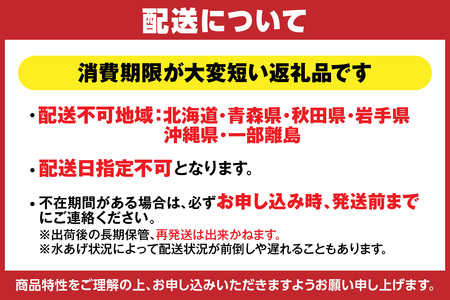 【先行予約】釜茹で 松葉がに 1匹（約600～700g）【令和8年11月下旬以降発送予定】 冷蔵 ズワイガニ かに カニ 33-24