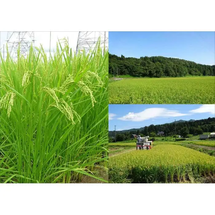 【3カ月連続お届け】新潟県産こしいぶき　5kg×2