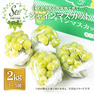 シャインマスカット(約2kg)フルーツ 果物 葡萄 ぶどう 安心院 人気 ランキング＜先行予約受付中！2026年8月下旬より順次発送予定＞＜北海道 沖縄 離島配送不可＞【106300501】【大分県農業協同組合　北部エリア】