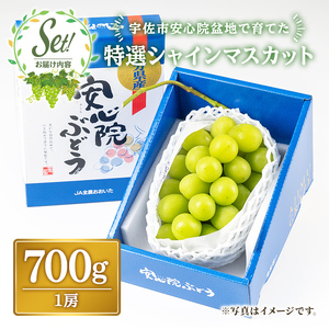 特選シャインマスカット(約700g)シャインマスカット ぶどう 葡萄 フルーツ 果物 くだもの 果実 特選＜先行予約受付中！2026年8月下旬より順次発送予定＞＜北海道、沖縄、離島配送不可＞【106300201】【大分県農業協同組合　北部エリア】