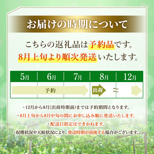 シャインマスカット 加温栽培(約2kg)シャインマスカット ぶどう 葡萄 フルーツ 果物 くだもの 果実＜先行予約受付中！2026年8月上旬から順次発送予定＞＜北海道、沖縄、離島配送不可＞【106300600】【大分県農業協同組合　北部エリア】