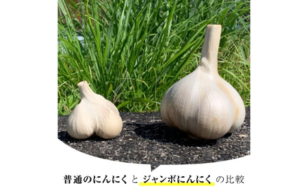 ジャンボ黒にんにく＆ルイボスティーセット【iclb0006】