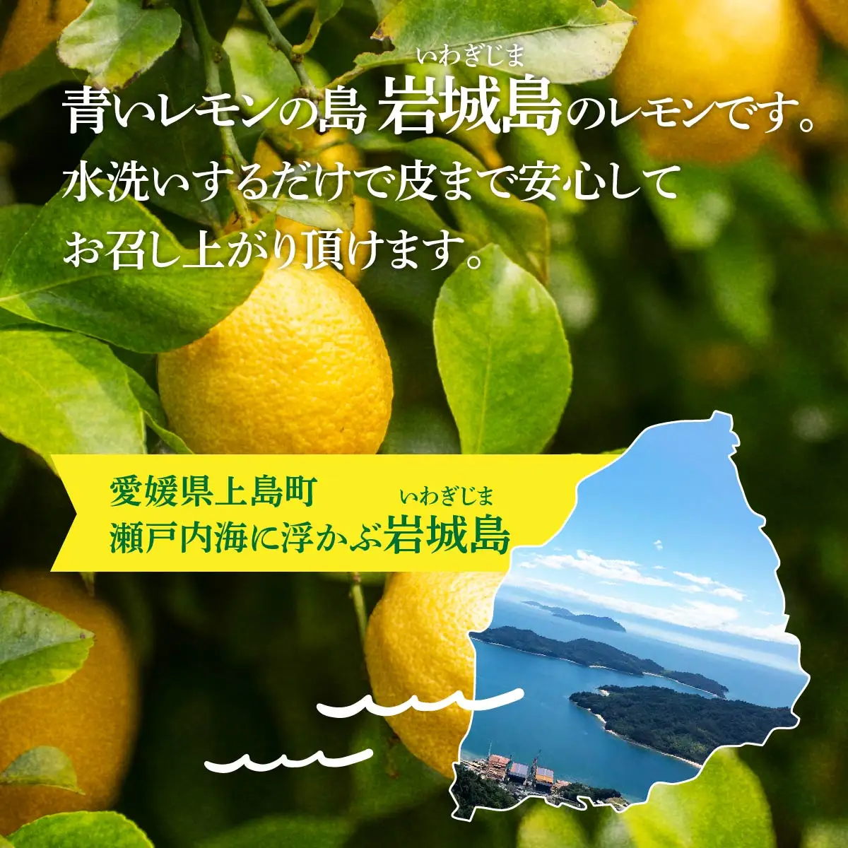 青いレモンの島　貯蔵蔵出しジャンボレモン2kg(冷蔵)