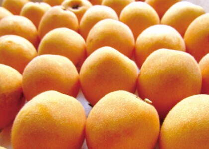 びわ 唐川びわ 約1.4kg (350g×4パック) L～3Lサイズ 農園直送 愛媛 伊予市｜B126