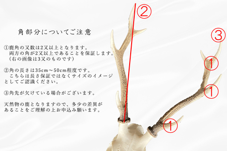 鹿スカル/スカルトロフィー 鹿 鹿角 ツノ 骨 インテリア 趣味 狩猟 ハンティング オブジェ 置物