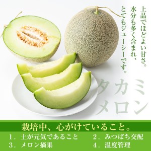 タカミメロン(2～3個入) メロン 青肉 果物【曽於市観光協会】A153-v02