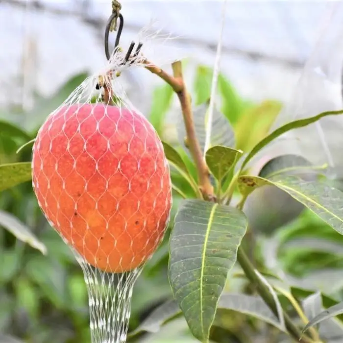 【2026年 先行予約】奄美完熟マンゴー 訳あり 家庭用 約1kg(2～3玉入り)  | マンゴー