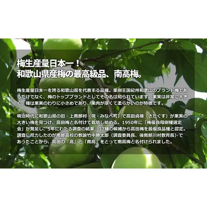 和歌山県産 紀州南高梅 青梅 秀品 5kg（3L以上〜Lサイズ混合）