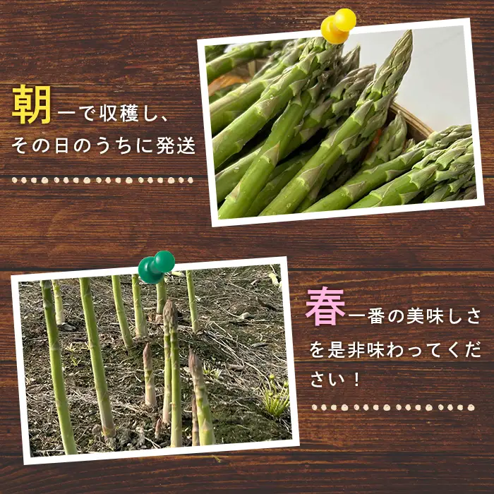 【朝採り発送】うえさかさんの露地アスパラ スペシャル 1.5kg【20101】