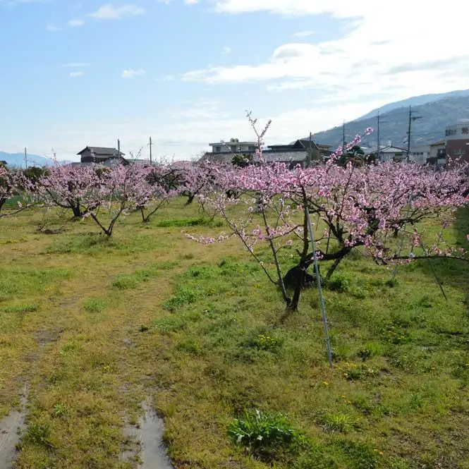 ［先行予約］訳あり桃 約4kg 12～18玉入り 和歌山県産日川、白鳳、清水白鳳、川中島等