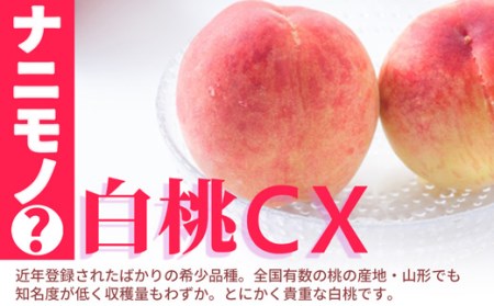 《先行予約 2026年9月下旬発送》山形県産 白桃CX 秀品 2.5kg もも モモ 桃 デザート フルーツ 果物 くだもの 果実 食品 山形県 FSY-0582