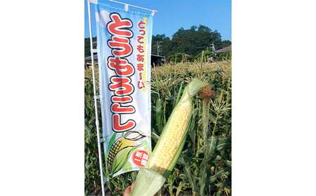 ＜2026年先行予約＞農家直送！こだわりトウモロコシ 5kg（12本～15本）ゴールドラッシュ とうもろこし トウモロコシ 野菜 コーン 野菜 食品 F20E-771