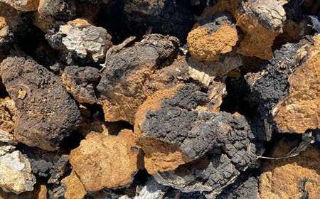 8-013-033　カバノアナタケ塊 300g（チャーガ茶）