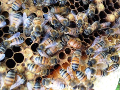 完熟純粋 ハチミツ 百花蜜 600g [1443]