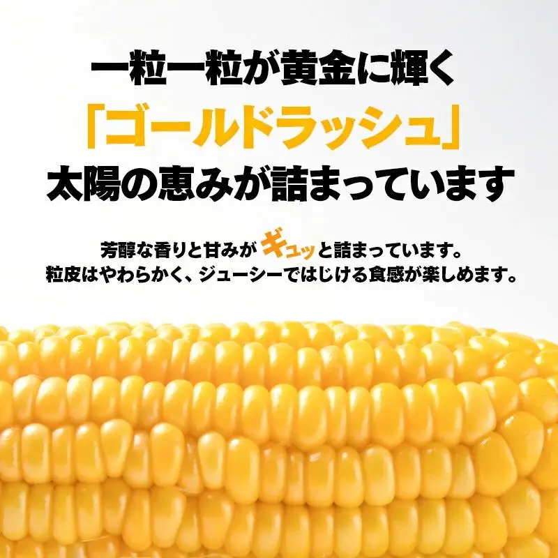 河野農園 朝どれスイートコーン『ゴールドラッシュ』約6kg【先行予約】2026年発送＜23-1a＞とうもろこし トウモロコシ★