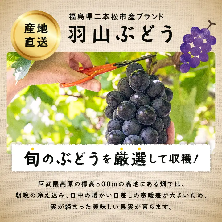 《2026年9月初旬以降順次発送》羽山のぶどう 品種おまかせ 2房（1.4kg）【羽山果樹組合】