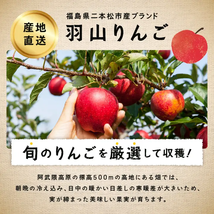 《2026年12月上旬以降順次発送》羽山りんご 完熟サンふじ 3kg【羽山果樹組合】