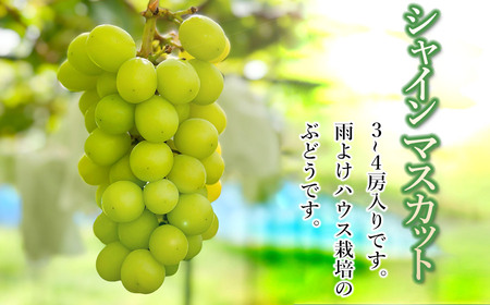 【令和8年産先行予約】 シャインマスカット 約2kg (3～4房) 山形県鶴岡市　伊藤農園