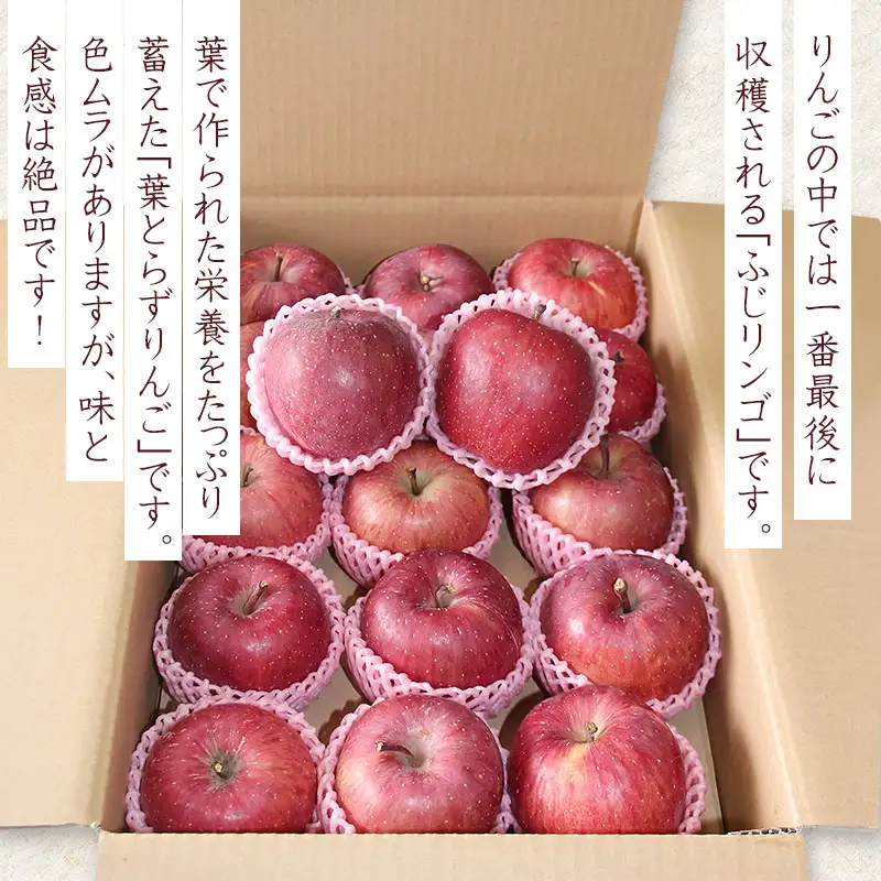 【令和8年産先行予約】葉とらずリンゴ「ふじりんご」　約5kg（14～18玉入）　伊藤農園
