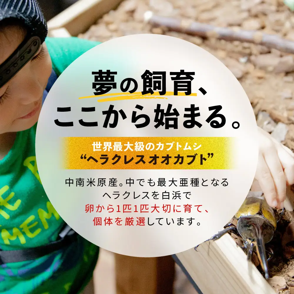 【先行予約】ヘラクレスオオカブト3令幼虫ペア ※育て方の説明書付き※配送不可地域あり【2026年6月から順次発送】