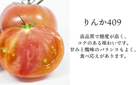 【2026年7月上旬発送開始予定】 岩手県産 こだわり 大玉トマト 約2kg ／ 大玉 とまと トマト 新鮮 大玉とまと 旬 サラダ トマトジュース 夏野菜 旬野菜 季節野菜 期間限定 季節限定 野菜 お野菜 産地直送 農家直送 美味しい おいしい 人気 八幡平市産 国産 おすすめ オススメ 【田村和大】