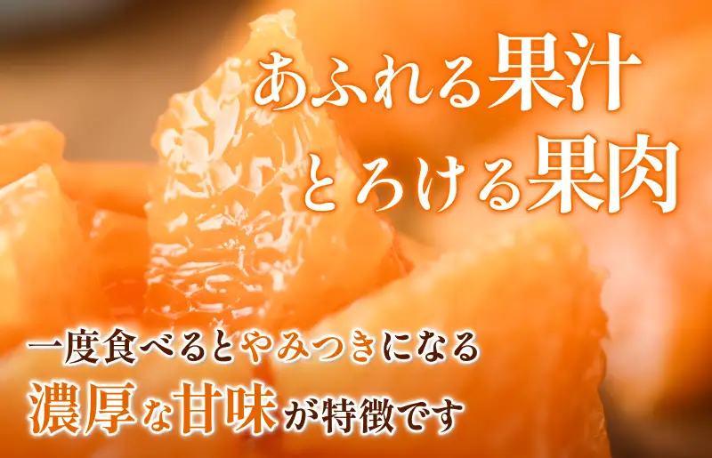 【先行予約】せとか（家庭用）レギュラー箱 約5kg【KC00770】