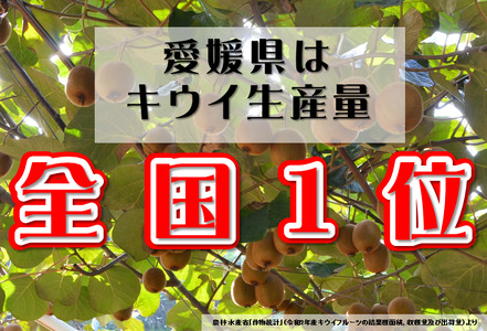 【先行予約】キウイフルーツ L～M 30～33個 【LB02570】