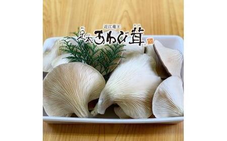 特選 竜王 足太あわび茸  生  1kg きのこ 希少 足太あわび茸 きのこ キノコ 国産 きのこ 食材 健康 きのこ 農薬不使用 滋賀県 きのこ 竜王町 きのこ 送料無料 贈り物 ギフト 産地直送 