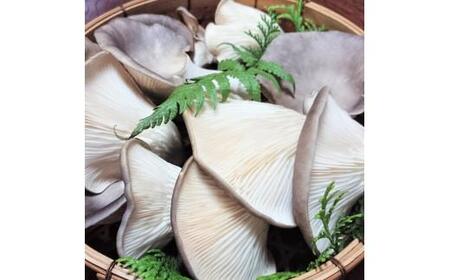 足太あわび茸（生）１kg