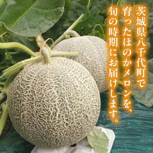 【先行予約】茨城県産ほのかメロン2玉 (2026年7月下旬から発送開始) | メロン