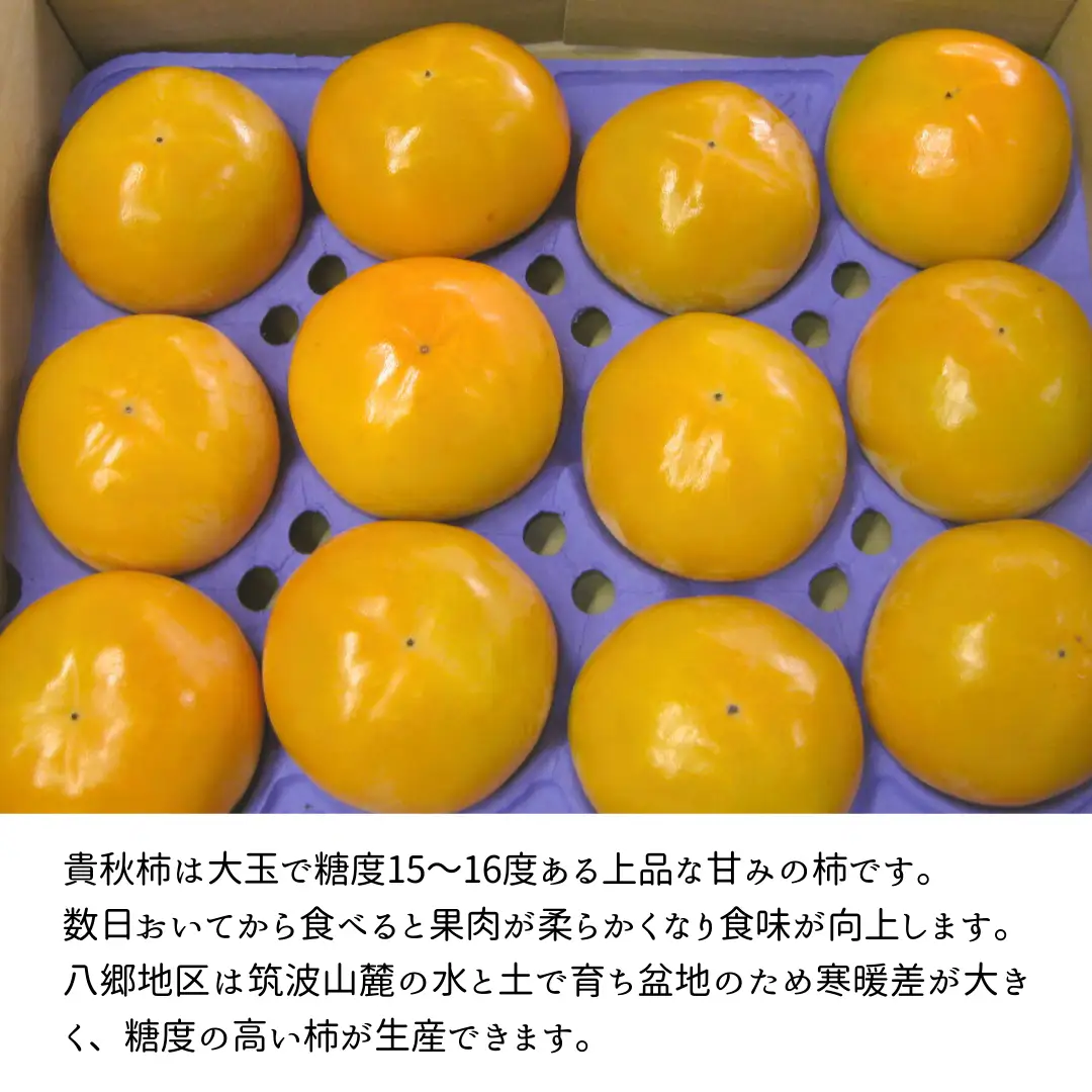 貴秋柿 12～14玉  (茨城県共通返礼品 石岡市) 果物 くだもの フルーツ 柿 かき 2026年11月上旬以降発送 [DC006sa]