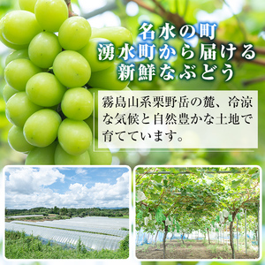 ≪先行予約受付中！2026年8月中旬以降順次発送≫ シャインマスカット(約900g・2房) 国産 九州産 鹿児島産 シャインマスカット マスカット 葡萄 ぶどう ブドウ 果物 くだもの フルーツ 贈答 贈り物 ギフト プレゼント 旬 【大倉野 隆】_y417
