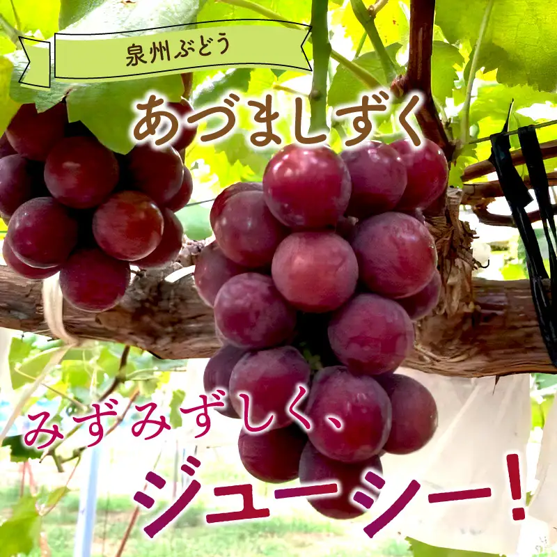 泉州ぶどう あづましずく 1房【065D-009】