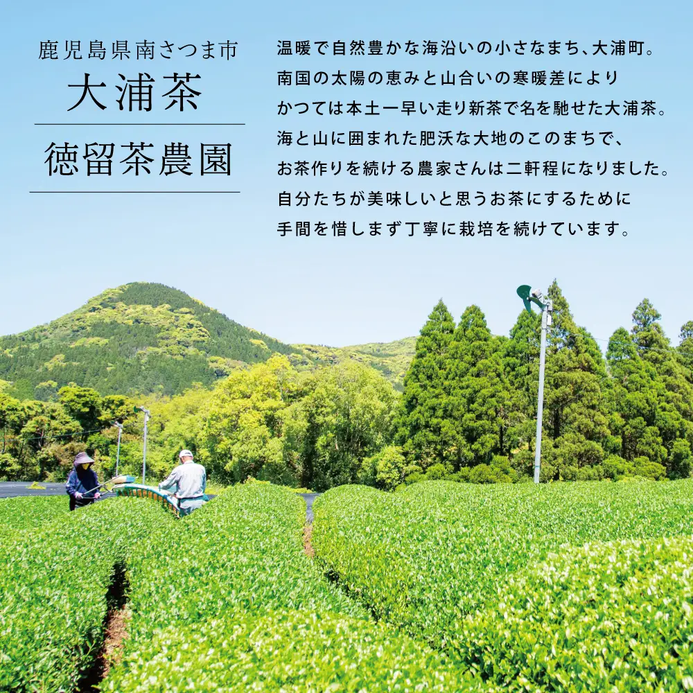 【新茶：5月発送開始】鹿児島県産緑茶 大浦茶 一番茶 2本セット(100g×2)［贈答用］ 鹿児島県産 国産 かごしま お茶 日本茶 鹿児島茶 緑茶 茶葉 冷茶 飲料 飲み物 旨味 コク 簡単 美味しい 減農薬 プレゼント 贈答 贈答品 贈り物 ギフト 鹿児島県 南さつま市 徳留茶農園