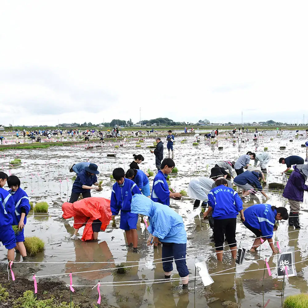 世界最大の田んぼアート田植え・稲刈り参加体験 No.083
