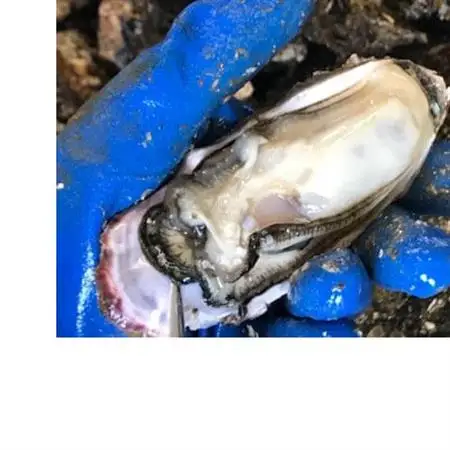 牡蠣佃煮4箱セット_魚介・海産物     魚介・海産物 牡蠣（カキ） 貝 かき_【1403812】