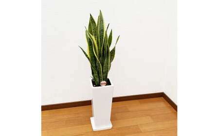 サンスベリア7号陶器スリム 白 鉢 インテリア 観葉植物 草花 樹木 ギフト