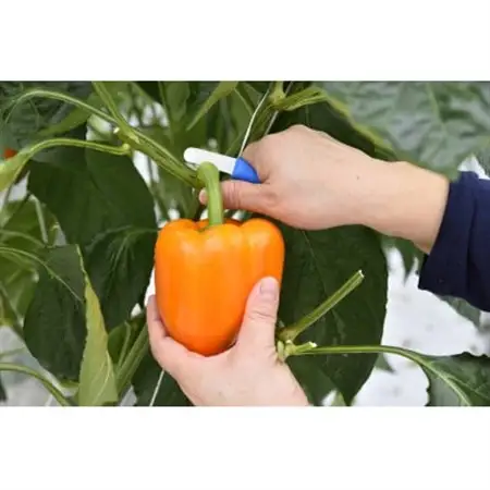 【宮城県産】パプリカ(赤・黄・橙)12玉　約3kg_野菜   _【配送不可地域：離島】【1401727】