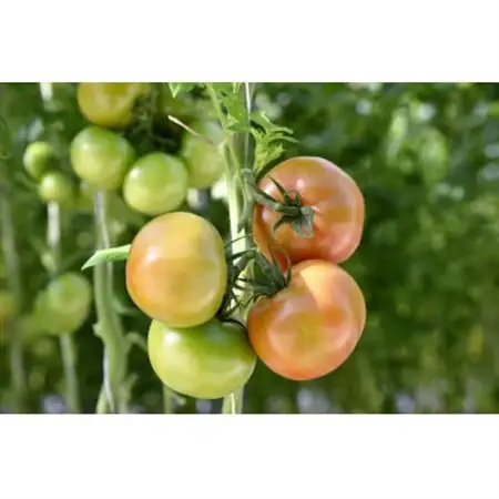 【宮城県産】パプリカ・トマト詰合わせセット_野菜 ミニトマト トマト   野菜  トマト   野菜   _【配送不可地域：離島】【1401739】