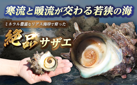 先行予約 2026年6月発送 サザエ 天然 活サザエ 2kg 15～30個 朝獲れ BBQ小浜市 / 桝屋商店【配送不可地域：北海道・沖縄・離島】 [BFAO015] 