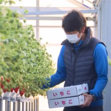 【愛知県半田市の市野園芸】いちご狩り招待券4名様【1402966】