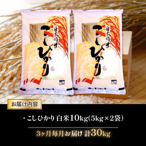 令和7年産 米 こしひかり 定期便 10kg 全3回 白米 5kg × 2袋 3ヶ月 近江米 コシヒカリ 国産 お米 米 おこめ ごはん ご飯 白飯 しろめし こめ ゴハン 御飯 滋賀県産 竜王 ふるさと ランキング 人気 おすすめ