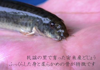 やすぎどじょう250g（女子高生制作どじょう料理レシピBOOK付き）【どじょう 活魚 生きたまま 食用 養殖 やわらかい 弾力 クセがない レシピ付き 魚 美味しい 栄養 食べやすい 新鮮 島根県 安来市】【価格変更】【09-DS-01】