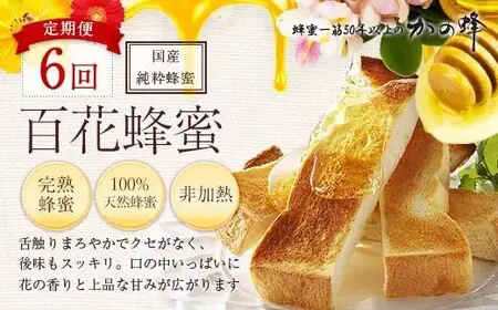 【全6回】 定期便 かの蜂 国産 百花蜂蜜 合計6kg（とんがり容器500gを毎月2本お届け） 純粋はちみつ ハチミツ 非加熱 ハニー 大容量 長期保存 美容 健康 健康食品 定期便 024-T005