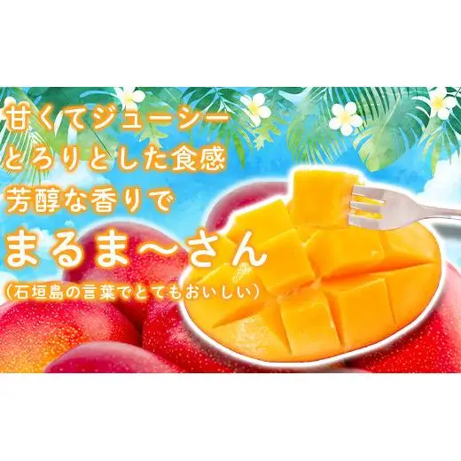 ＜先行予約＞「マンゴー」まるま～さん マンゴー 1kg (2～3玉) (アーウィン種)