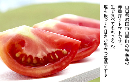 山口県産「由宇とまと」約4kg【おかざき農園】