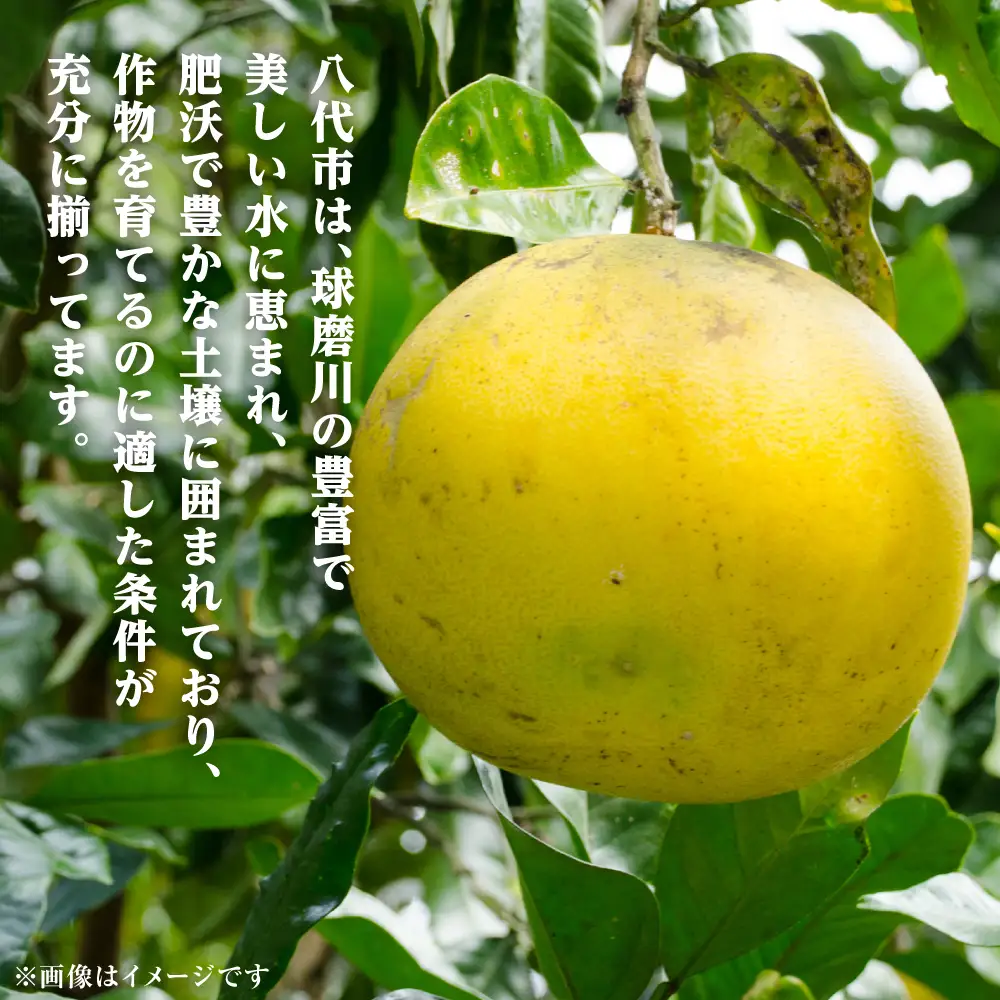 【先行予約】ファーストクイーン 2玉 サラダ感覚 熊本県 八代市産 みかん ザボン 文旦 【2026年10月下旬より順次発送】