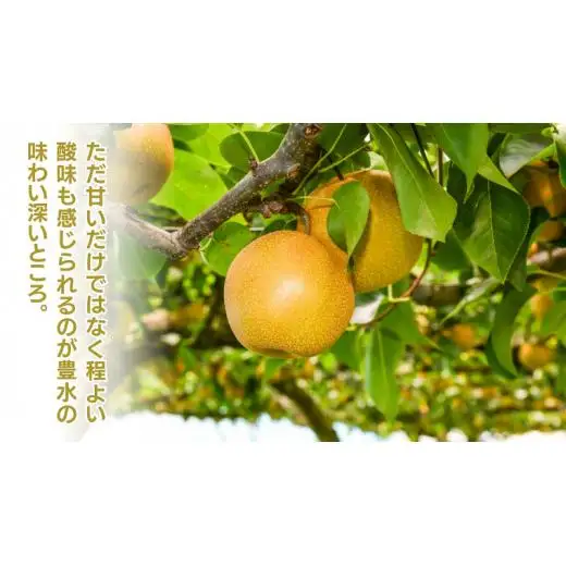 《 先行予約 》豊水 6～12玉 (約3kg ) 【 2026年8月下旬発送開始】