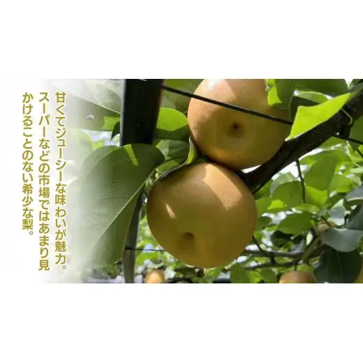 《 先行予約 》秋月 9～18玉 ( 約5kg ) 【 2026年8月下旬発送開始】