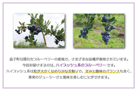 ＼数量限定／【先行予約】 益子町産 フレッシュブルーベリー 1.2kg (300g×4パック) | ブルーベリー  順次発送 フルーツ 新鮮 旬 期間限定  ハイブッシュ系 大粒 ジューシー スムージー (AA019-1)